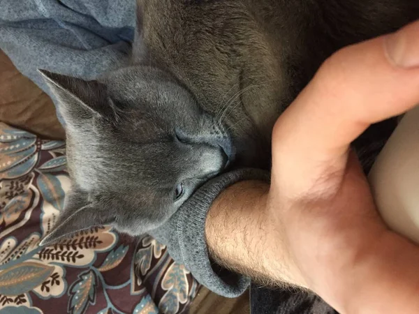 Uroczy Szary Rosyjski Niebieski Kot Śpiący Męskiej Ręce Która Wyciąga — Zdjęcie stockowe