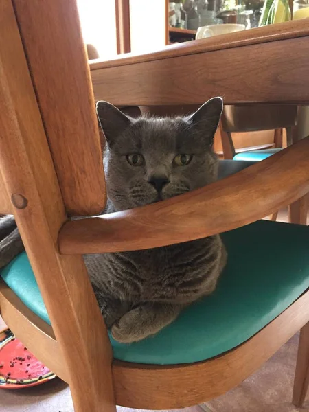 Gato Azul Russo Cinza Que Coloca Uma Cadeira Sala Jantar — Fotografia de Stock