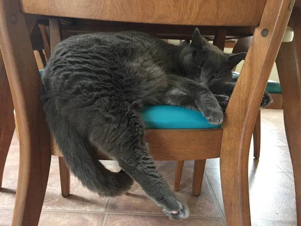 Gato Azul Russo Cinza Que Coloca Uma Cadeira Sala Jantar — Fotografia de Stock