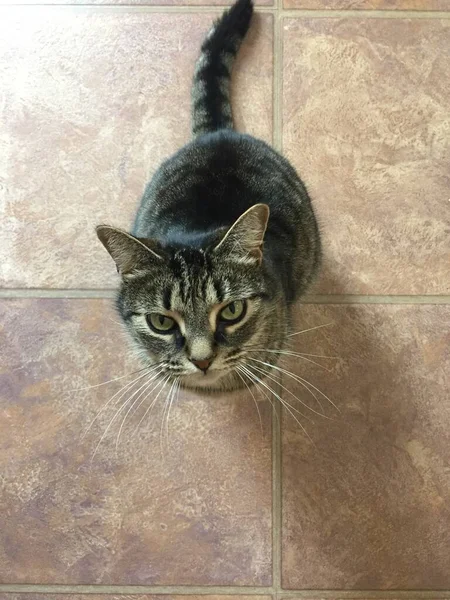 一只可爱的条纹胖胖的猫坐在瓷砖地板上看着摄像机 — 图库照片
