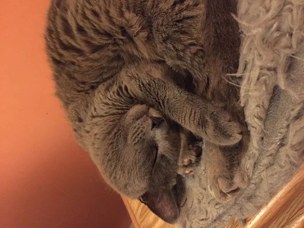 Gato Azul Russo Cinzento Dormindo Com Barriga Exposta — Fotografia de Stock