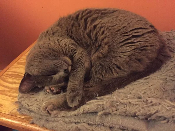 Gray Russian Blue Cat Sleeping Belly Exposed — Stock Photo, Image