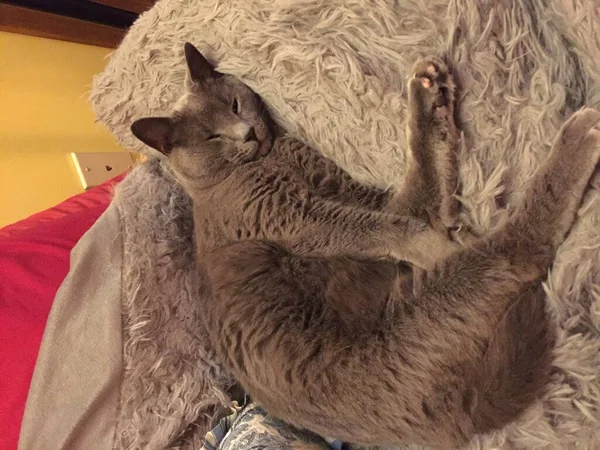 Gray Russian Blue Cat Sleeping Belly Exposed — Stock Photo, Image