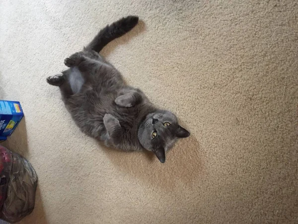 Gray Russian Blue Cat Sleeping Floor Belly Exposed — Stock Photo, Image