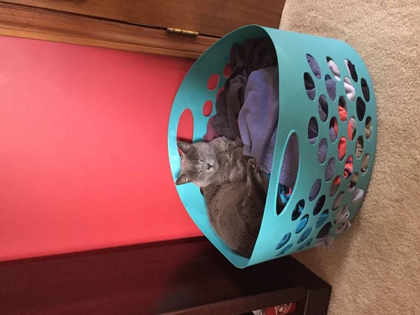 A gray Russian blue cat sleeping on clothes inside a laundry basket