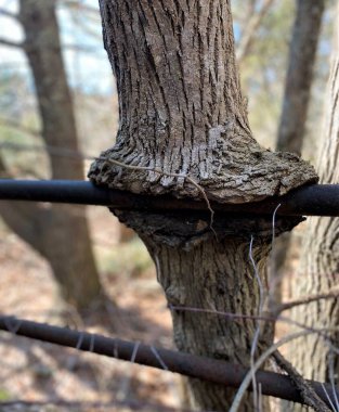 Ormanda metal bir çitin etrafında büyüyen ağaç kabuğu.