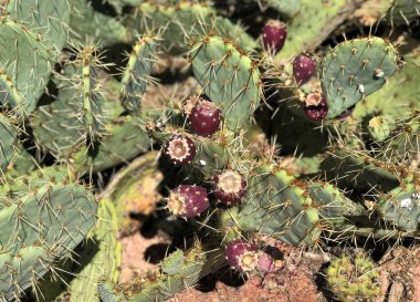 Scottsdale, Arizona 'da yetişen meyveli dikenli armut kaktüsüne yakın. 