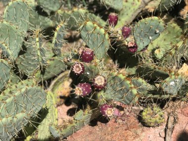 Scottsdale, Arizona 'da yetişen meyveli dikenli armut kaktüsüne yakın. 
