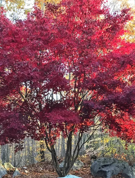 Güzel Japon Akçaağacı Günbatımında Parlak Kırmızı Yapraklarla Sonbaharda Düşmeye Başlıyor — Stok fotoğraf