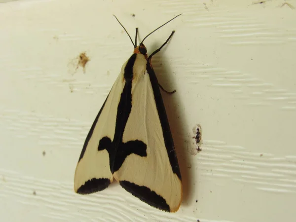 Primo Piano Una Falena Aploa Clymene Sul Lato Una Casa — Foto Stock