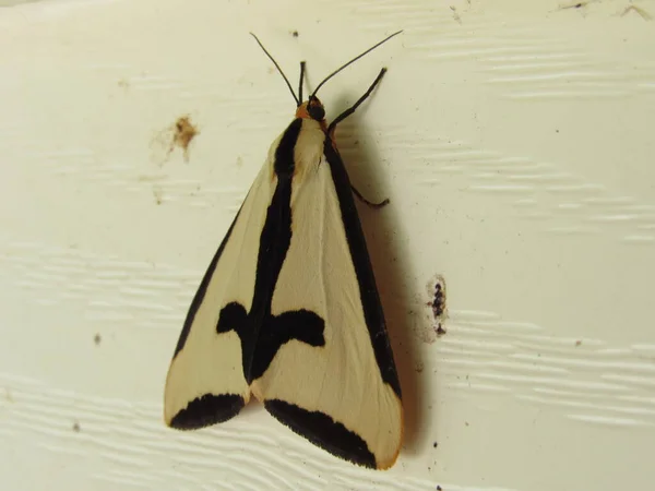 Closeup Haploa Clymene Moth Side House Royalty Free Stock Images