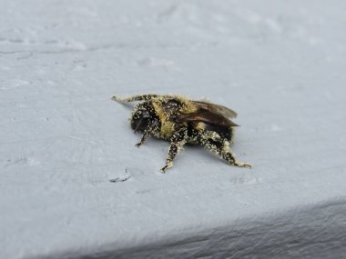 Ahşap korkulukların üzerinde polenle kaplı bir yaban arısının yakın çekimi. 