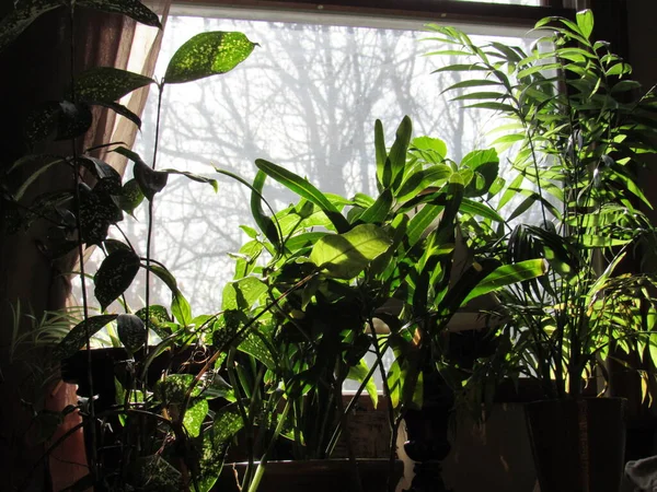 Silhouettes Green Houseplants Front Window Sun Shining Leaves — Stock Photo, Image