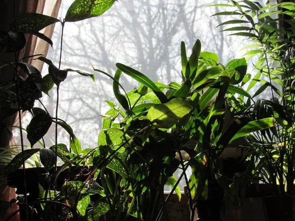 Σιλουέτες Πράσινων Φυτών Μπροστά Από Ένα Παράθυρο Τον Ήλιο Λάμπει — Φωτογραφία Αρχείου
