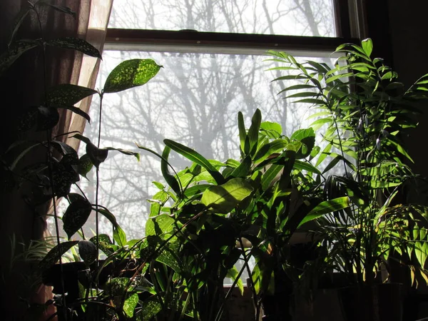 Silhouettes Green Houseplants Front Window Sun Shining Leaves — Stock Photo, Image