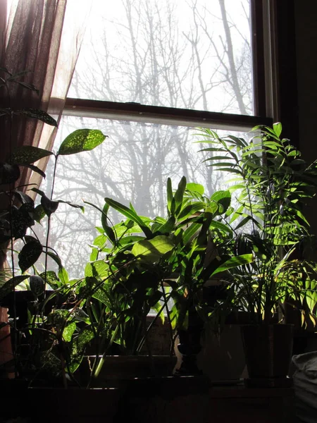 Silhouettes Green Houseplants Front Window Sun Shining Leaves — Stock Photo, Image