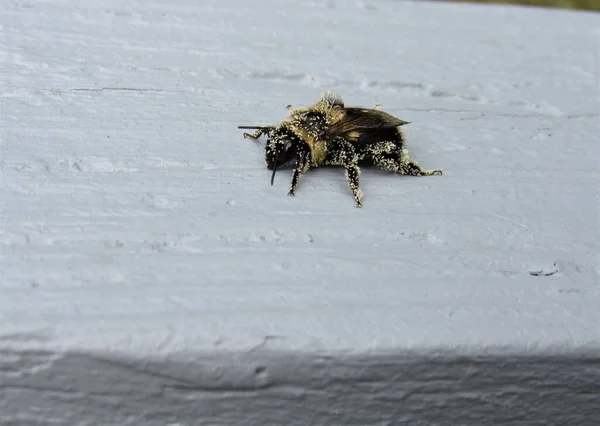 Κοντινό Πλάνο Μιας Μέλισσας Καλυμμένης Γύρη Που Κάθεται Ξύλινο Κιγκλίδωμα — Φωτογραφία Αρχείου