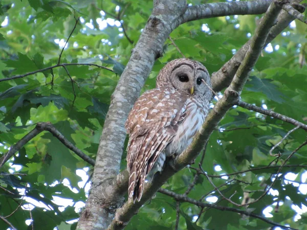 View Northern Barred Owl Also Known Hoot Owl Perched Tree — Stock Photo, Image