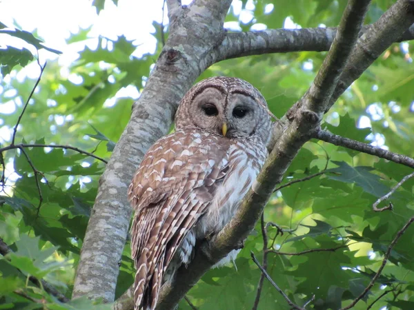 View Northern Barred Owl Also Known Hoot Owl Perched Tree — Stock Photo, Image