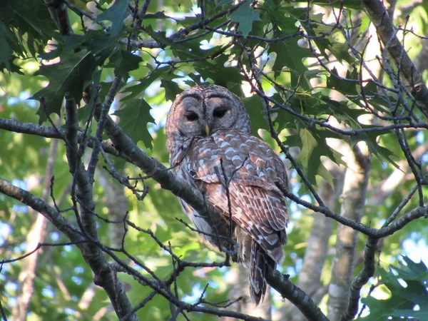 View Northern Barred Owl Also Known Hoot Owl Perched Tree — Stock Photo, Image