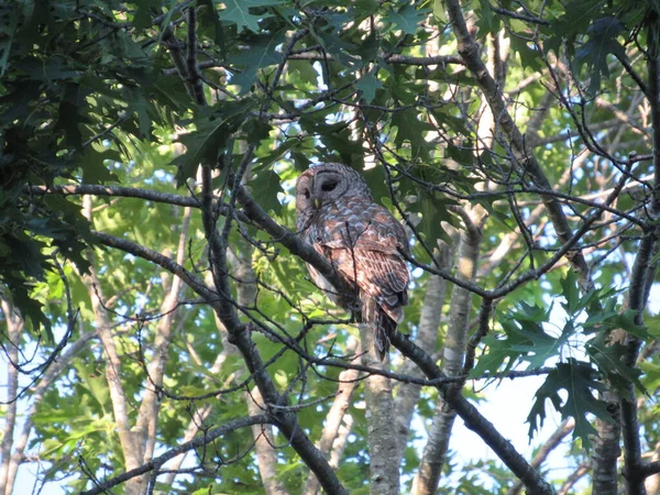 View Northern Barred Owl Also Known Hoot Owl Perched Tree — Stock Photo, Image