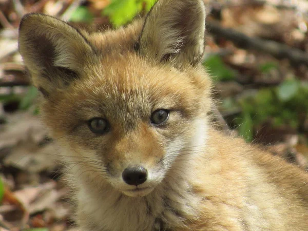 春には森の中で若い赤狐がカメラに向かっている — ストック写真