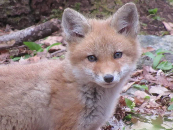 森の中のカメラを見ている若い赤い狐 — ストック写真