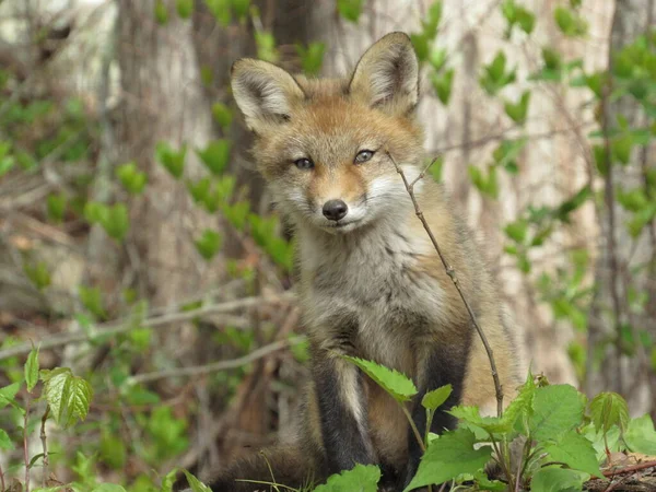 春の森の中でカメラを向ける若い赤いキツネ — ストック写真