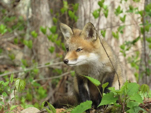 春に森の中で何かを見ている若い赤いキツネ — ストック写真