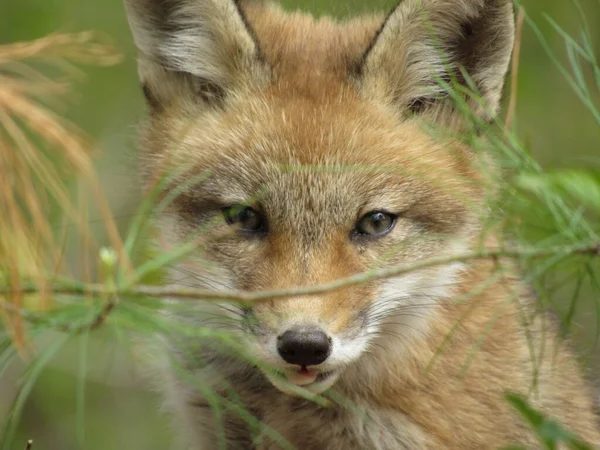 春の間に森の中に突き出た舌を持つカメラに向かって若い赤いキツネ — ストック写真