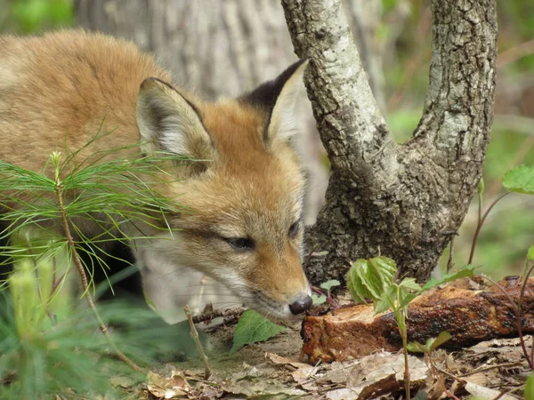 森の中で赤いキツネの赤ちゃんの匂いと肉と骨の一片をかむ — ストック写真