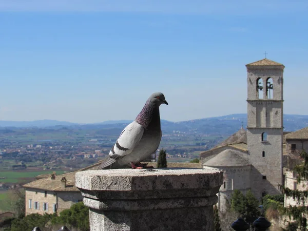 Een Duif Piazza Santa Chiara Assisi Italië Met Kerk Van — Stockfoto