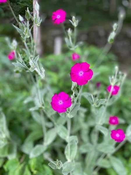 Closeup Pink Flower Called Silene Coronaria Also Known Rose Campion — Stock Photo, Image