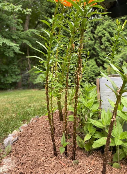 Close up view of damaged orange Asiatic lilies in a garden which have been eaten by slugs and other pests, with bug droppings visible