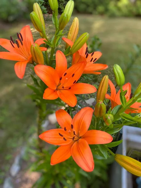 Vista Vicino Bellissimi Gigli Asiatici Arancioni Che Sbocciano Giardino Primavera — Foto Stock