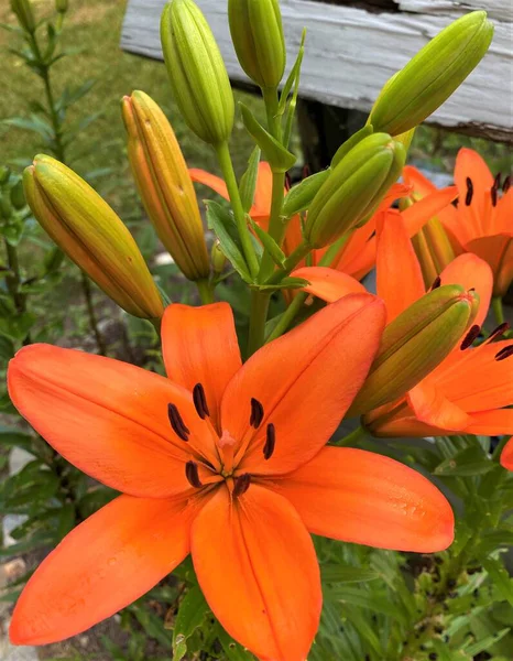 봄철에 정원에 아름다운 오렌지색 수련을 가까이 — 스톡 사진