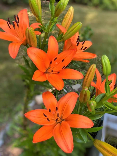 Vista Vicino Bellissimi Gigli Asiatici Arancioni Che Sbocciano Giardino Primavera — Foto Stock