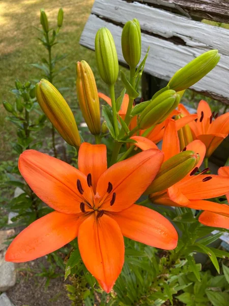 봄철에 정원에 아름다운 오렌지색 수련을 가까이 — 스톡 사진
