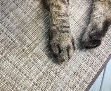 Avlu sandalyesindeki dişi tekir kedinin ön ve arka pençelerine yakın çekim 