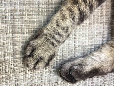 Avlu sandalyesindeki dişi tekir kedinin ön ve arka pençelerine yakın çekim 