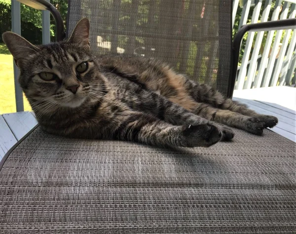 Eine Entzückende Gestreifte Tabby Katze Liegt Schatten Auf Einem Stuhl — Stockfoto