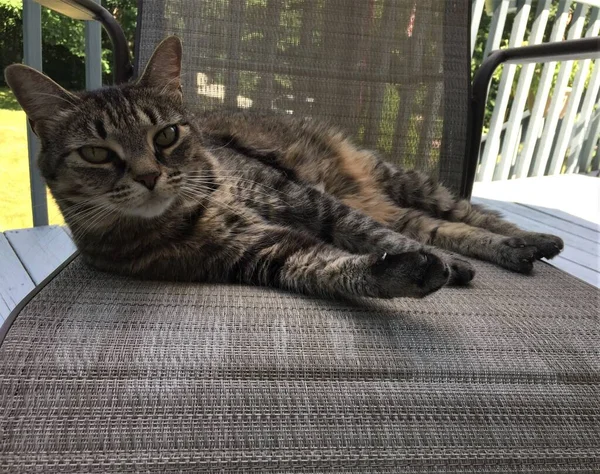 Adorable Striped Tabby Cat Laying Shade Chair Outdoors — Stock Photo, Image