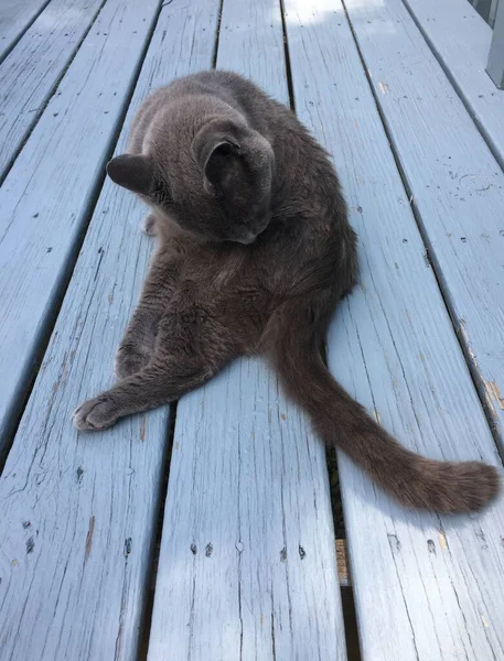 木製のポーチに座っている間 灰色のロシアの青い品種の猫はそれ自身を身づくろい — ストック写真