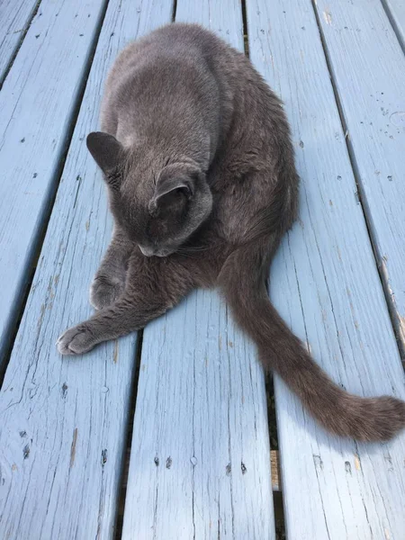 Gato Raça Azul Russo Cinza Preparando Enquanto Sentado Alpendre Madeira — Fotografia de Stock