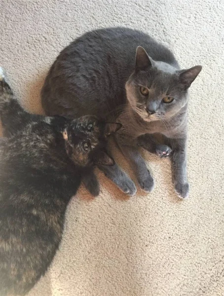 Deux Adorables Chats Câlins Avec Chat Gris Étant Mâle Bleu — Photo