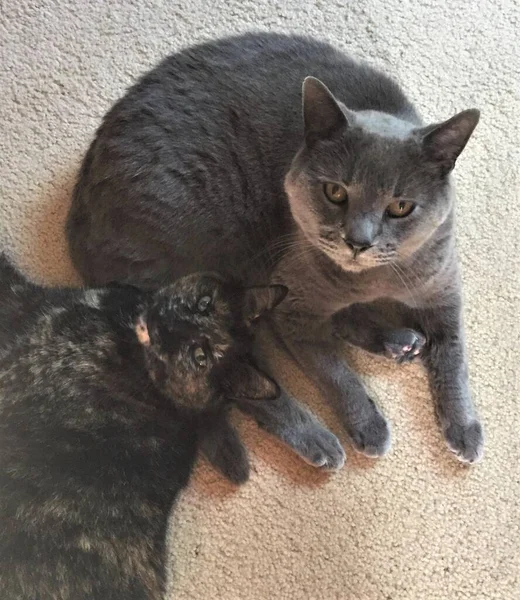 귀여운 고양이 마리가 껴안고 고양이는 러시아 파란색이고 하나는 껍질이다 — 스톡 사진