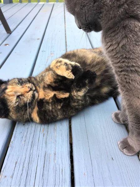 Twee Katten Spelen Buiten Vechten Een Houten Dek Een Een — Stockfoto