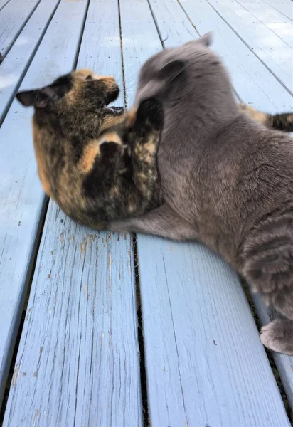 Dois Gatos Brincam Lutando Fora Deck Madeira Macho Cinza Russo — Fotografia de Stock