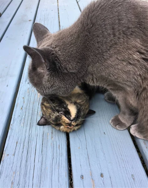 Grå Hane Ryska Blå Ras Katt Bita Halsen Kvinnlig Calico — Stockfoto