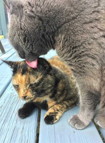 Eine Männliche Graue Russian Blue Rasse Katze Pflegt Eine Weibliche — Stockfoto